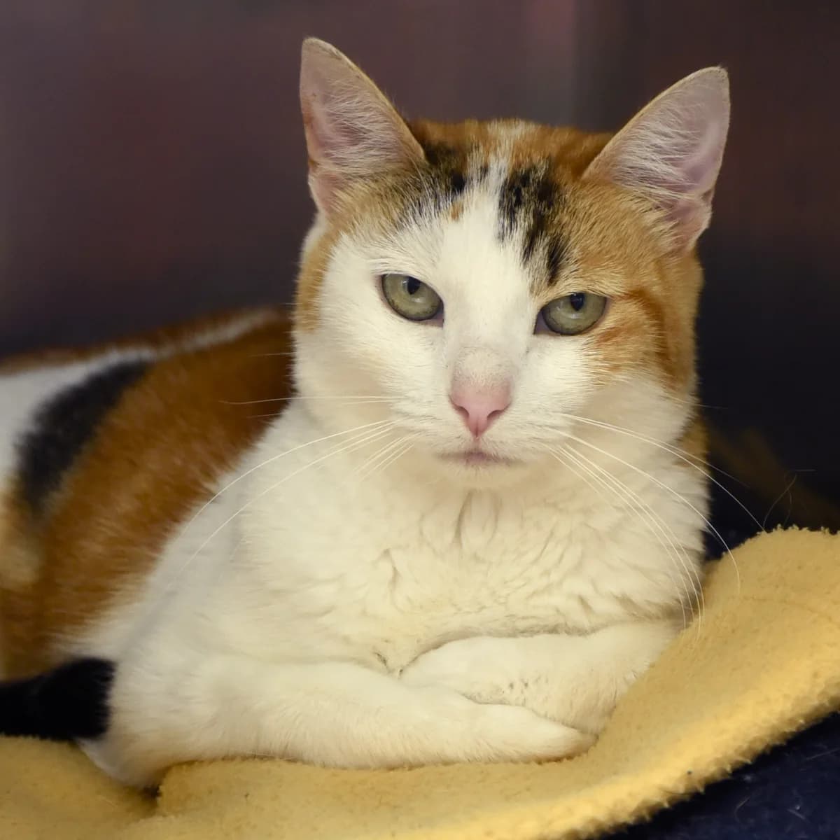 Lili, Mixed Breed for adoption at SPA de Loire Atlantique, Nantes
