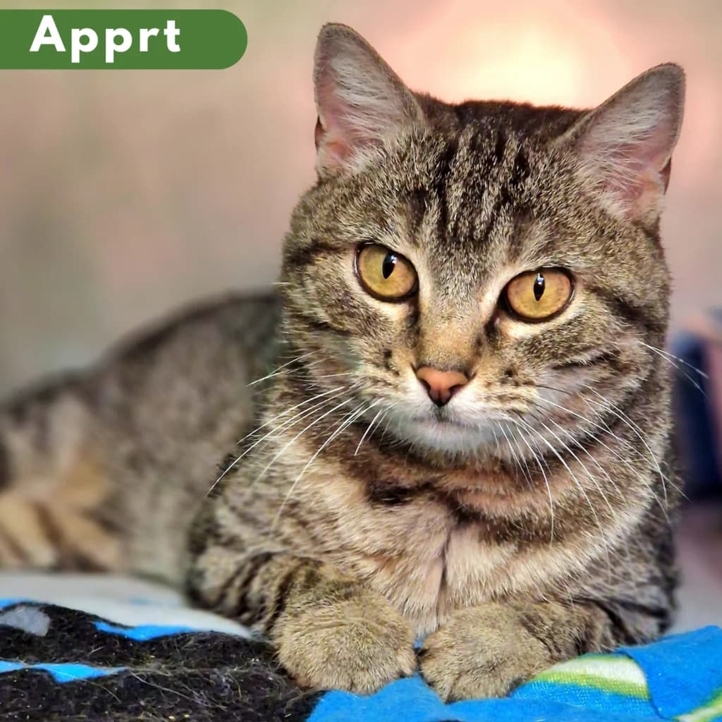 Adelaïde, Mixed Breed for adoption at SPA de Loire Atlantique, Nantes