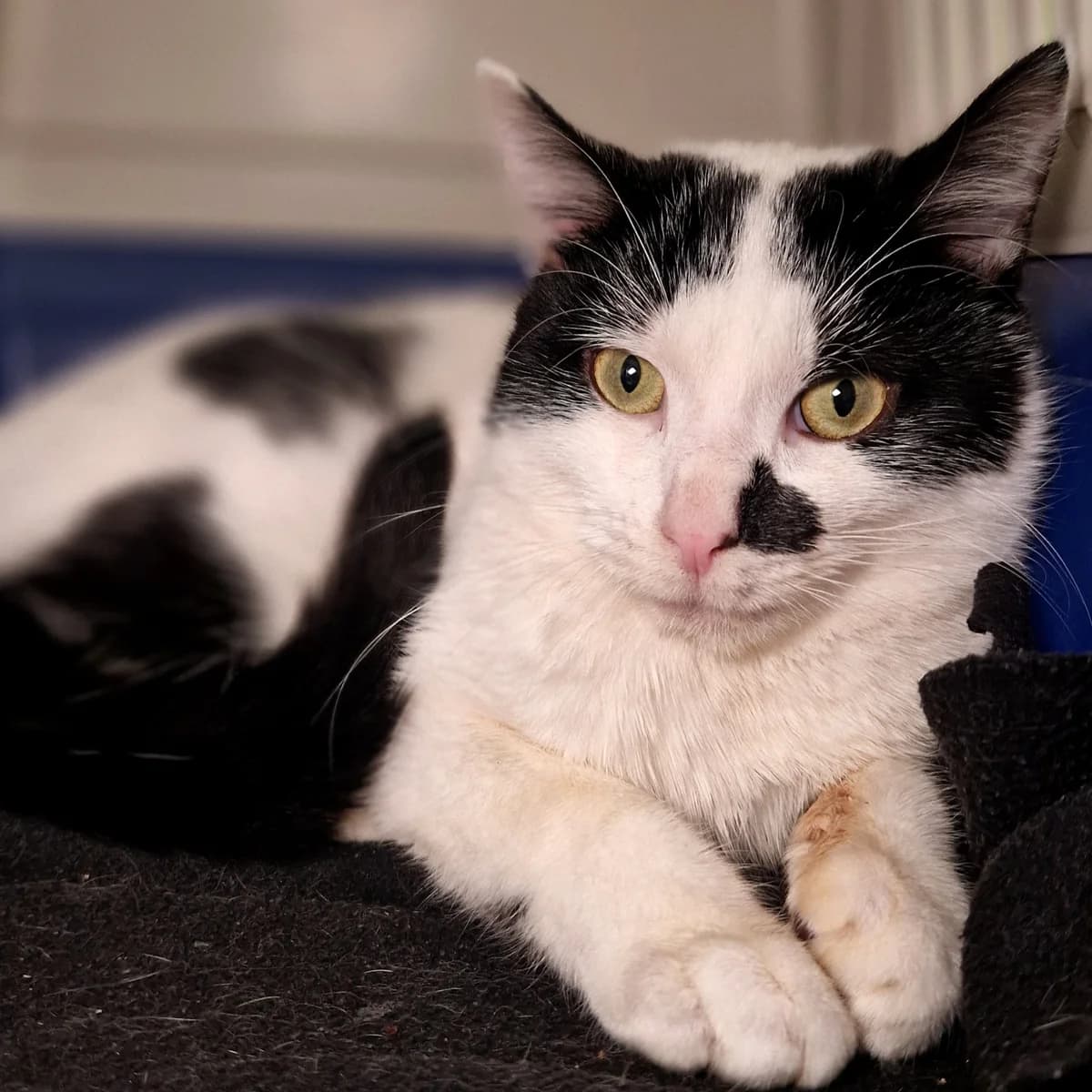 Holmes, Mixed Breed for adoption at SPA de Loire Atlantique, Nantes