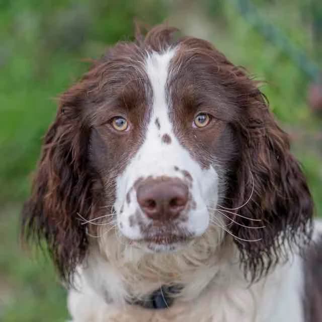 Mexico, Mixed Breed for adoption at SPA de Loire Atlantique, Nantes