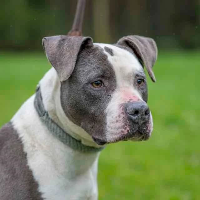 Never, Mixed Breed for adoption at SPA de Loire Atlantique, Nantes