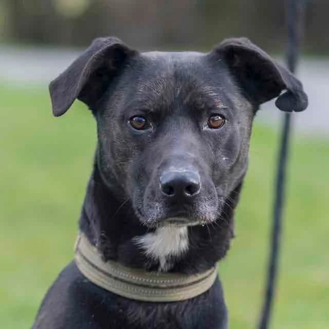 Addict, Labrador Retriever for adoption at SPA de Loire Atlantique, Nantes