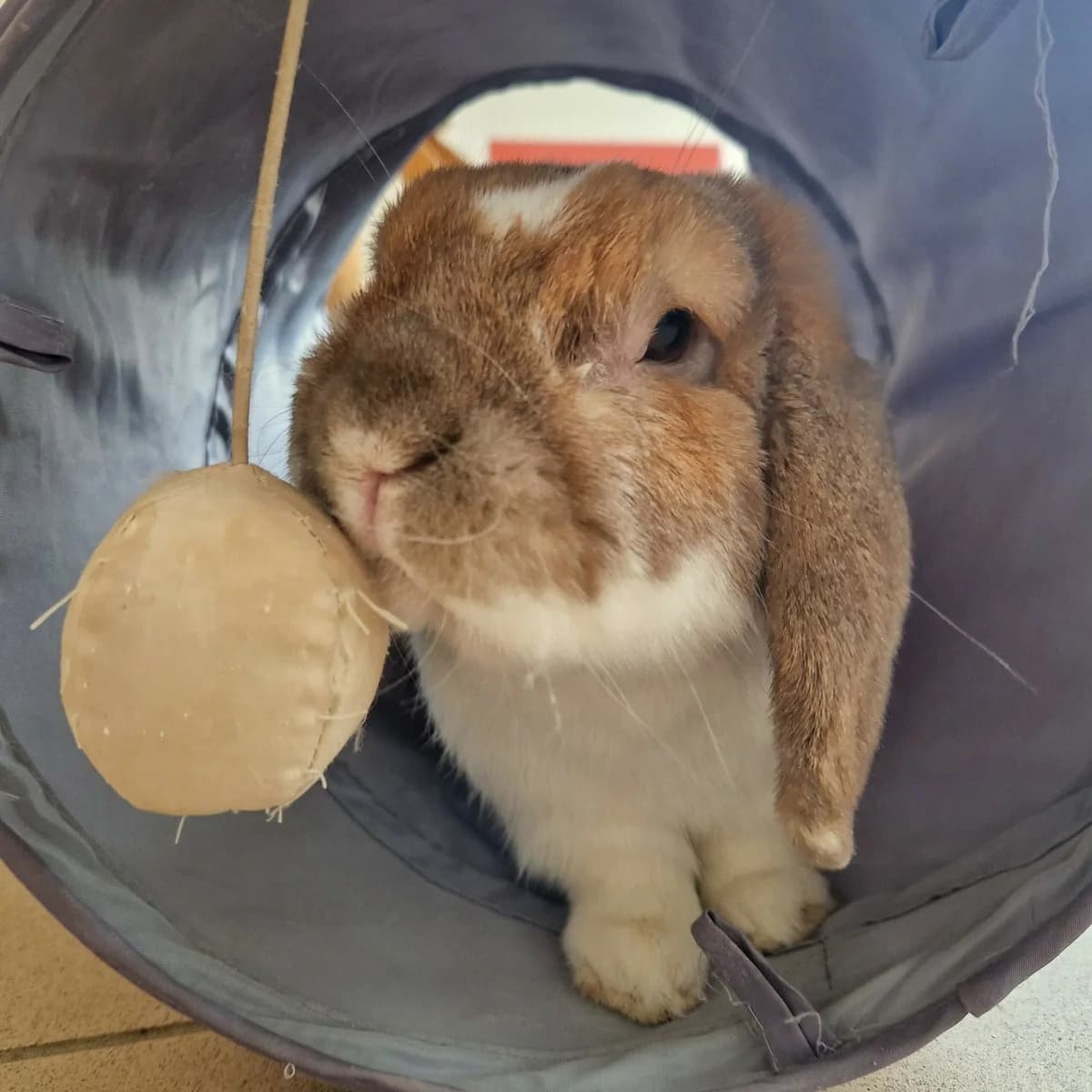 Bargot, Mixed Breed for adoption at SPA de Loire Atlantique, Nantes