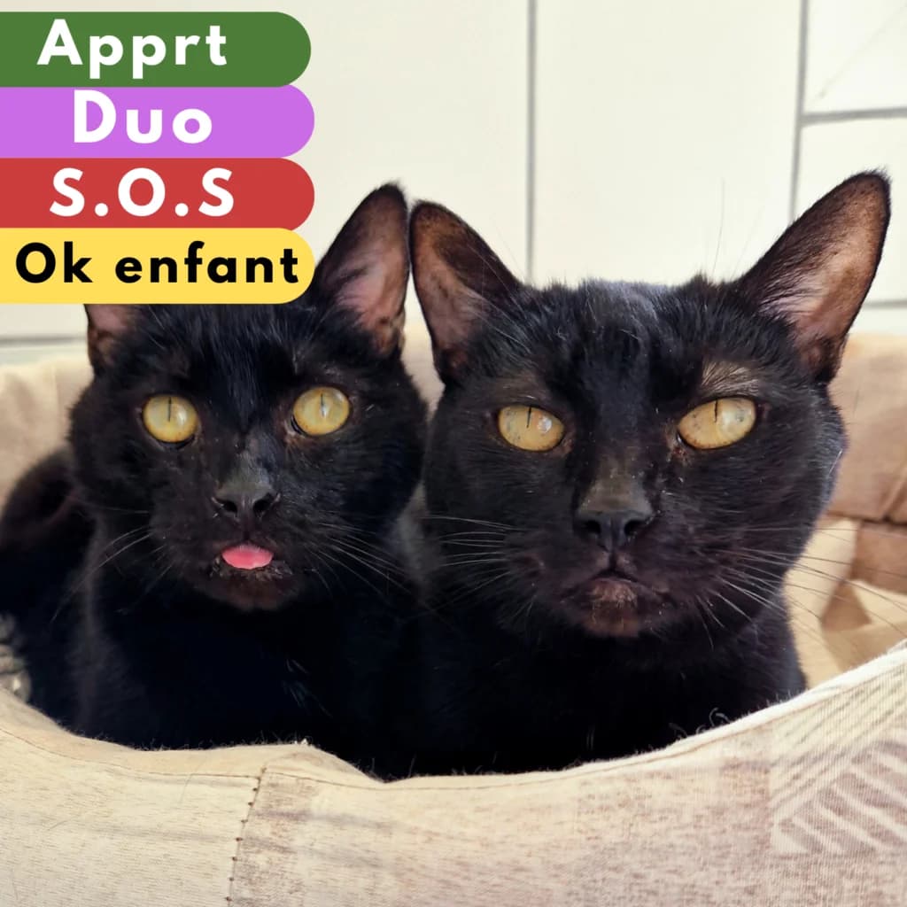 Harmattan et Eolienne, Mixed Breed for adoption at SPA de Loire Atlantique, Nantes
