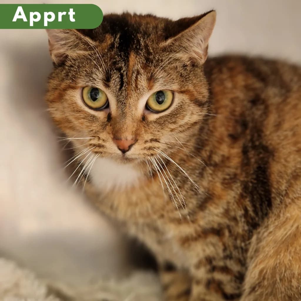 Epiphanie, Mixed Breed for adoption at SPA de Loire Atlantique, Nantes