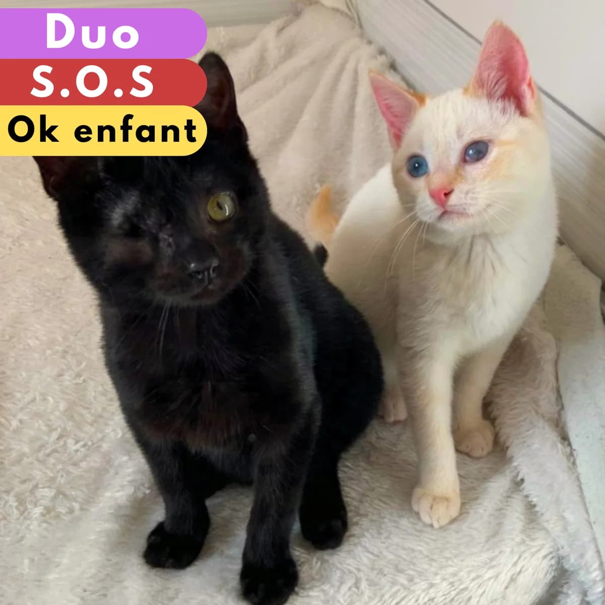 Gilbert et Cristallin, Mixed Breed for adoption at SPA de Loire Atlantique, Nantes