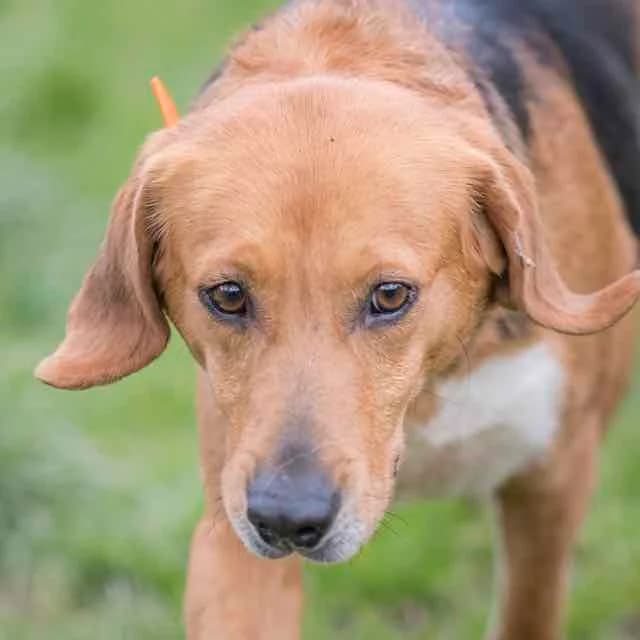 Berthe, female Beagle for adoption at SPA de Loire Atlantique, Nantes