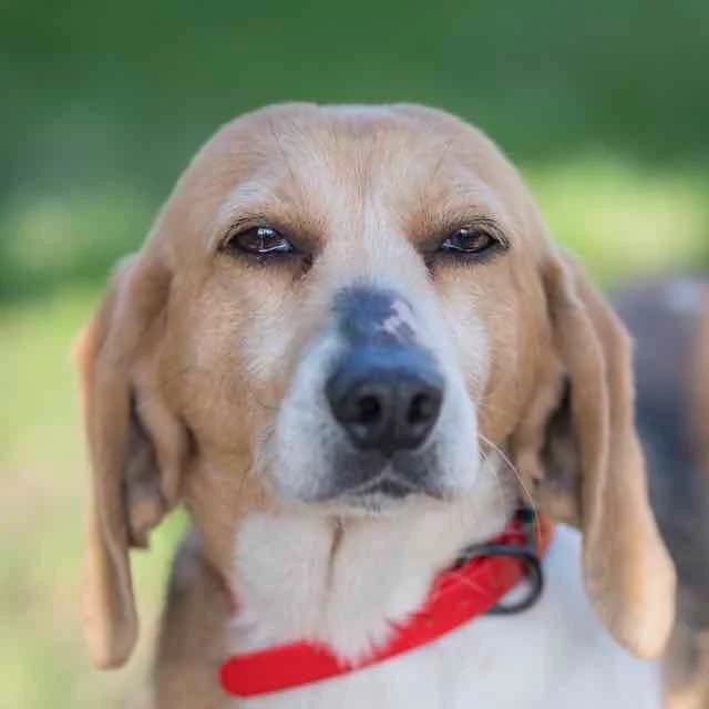 Brigit, Mixed Breed for adoption at SPA de Loire Atlantique, Nantes