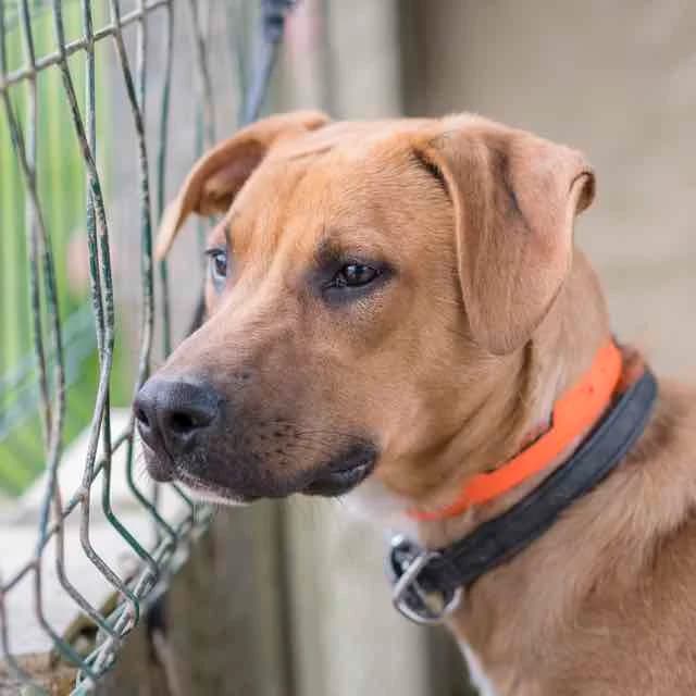 Franz, mixed breed for adoption at SPA de Loire Atlantique, Nantes