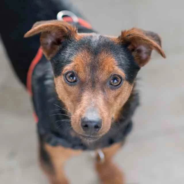 Klaus, Mixed Breed for adoption at SPA de Loire Atlantique, Nantes