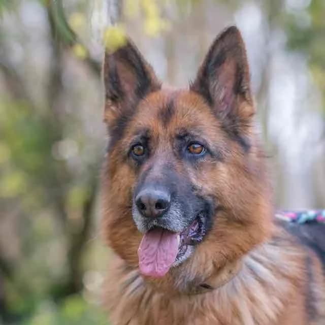 Louna, Mixed Breed for adoption at SPA de Loire Atlantique, Nantes