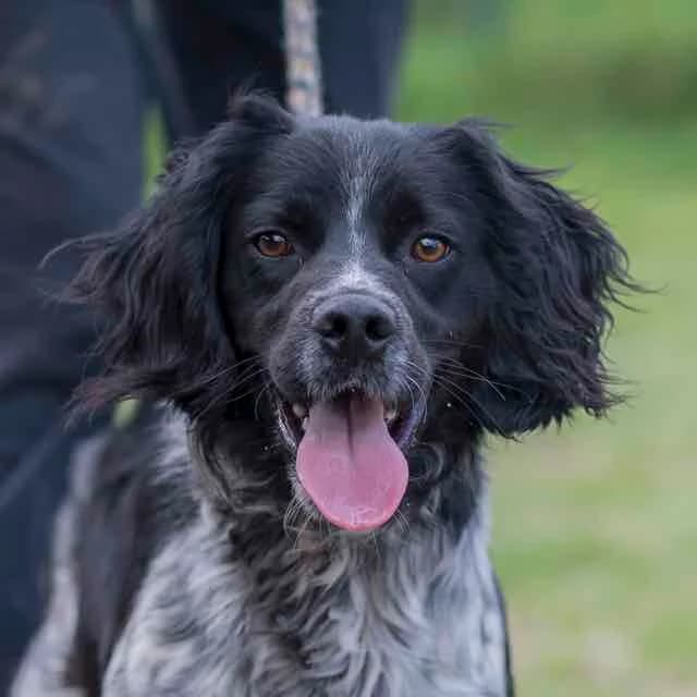 Otto, Mixed Breed for adoption at SPA de Loire Atlantique, Nantes