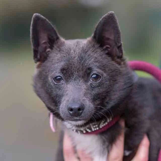 Keziah, mixed breed for adoption at SPA de Loire Atlantique, Nantes