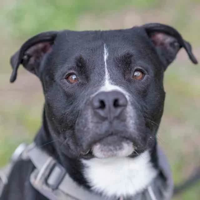 Azur, mixed breed for adoption at SPA de Loire Atlantique, Nantes