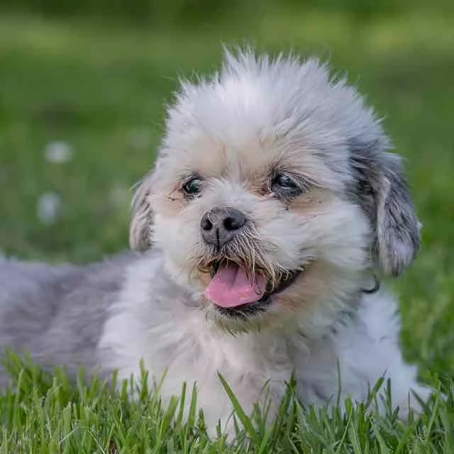 Isadora, mixed breed for adoption at SPA de Loire Atlantique, Nantes