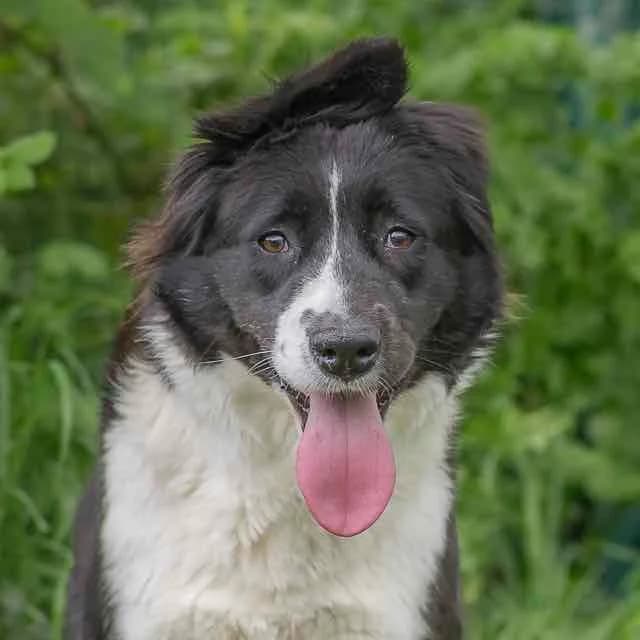 Symphonie, Border Collie for adoption at SPA de Loire Atlantique, Nantes