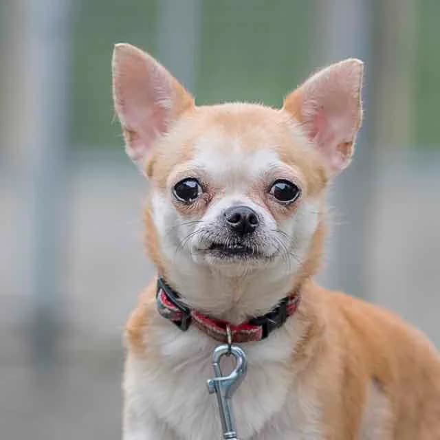 Guacamole, Mixed Breed for adoption at SPA de Loire Atlantique, Nantes