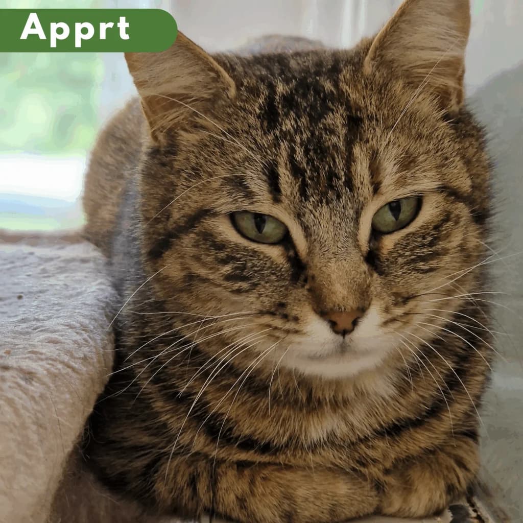 Brioche, Mixed Breed for adoption at SPA de Loire Atlantique, Nantes