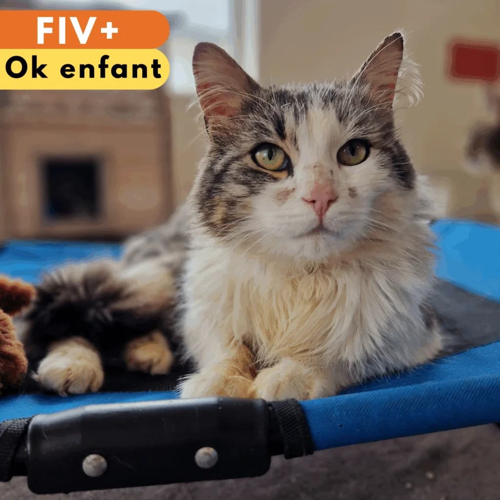 Fumseck, Mixed Breed for adoption at SPA de Loire Atlantique, Nantes
