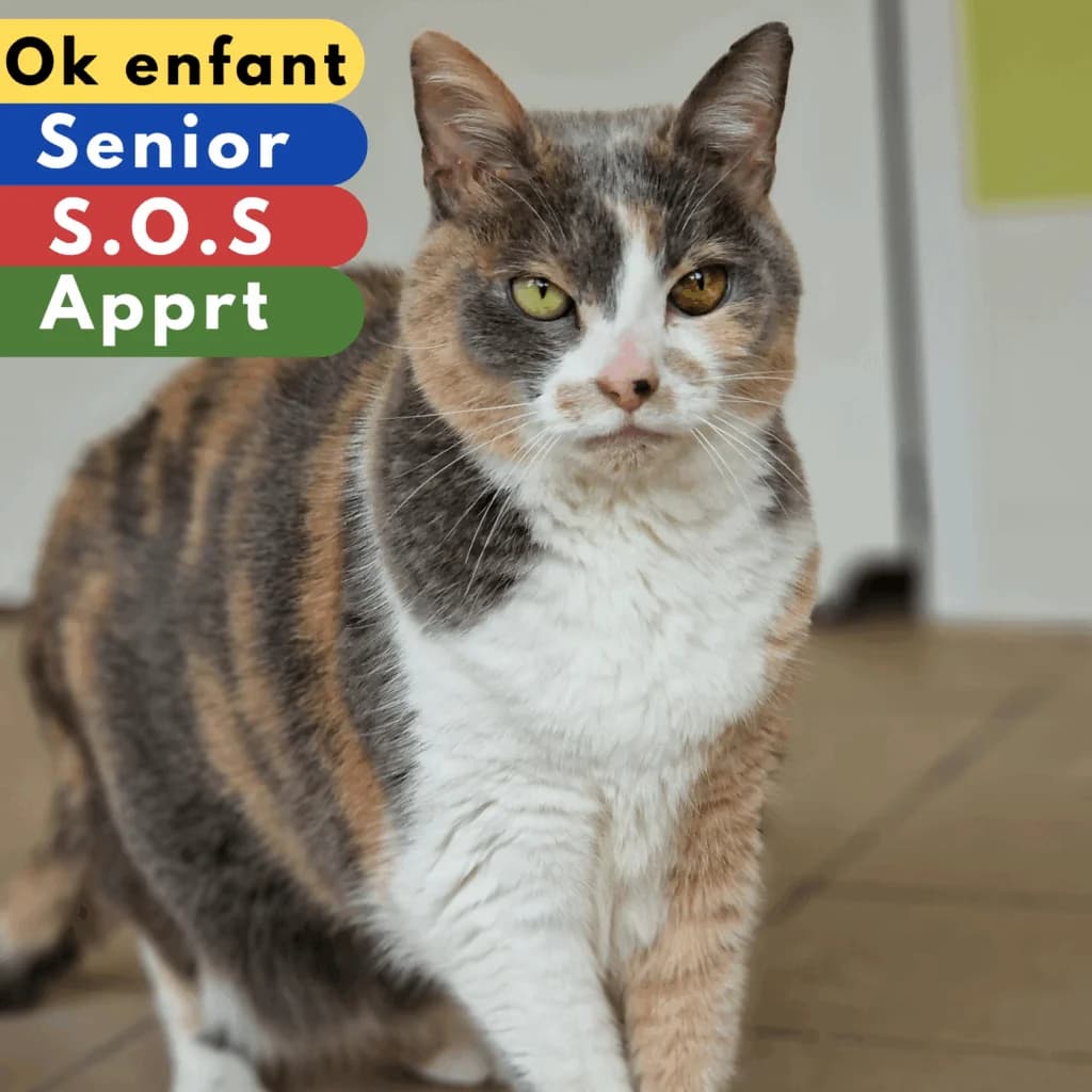 Ilara, female senior Mixed Breed for adoption at SPA de Loire Atlantique, Nantes
