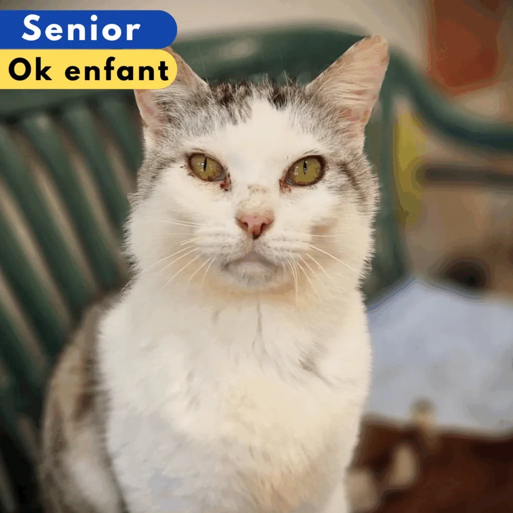 Pupuce, Mixed Breed for adoption at SPA de Loire Atlantique, Nantes