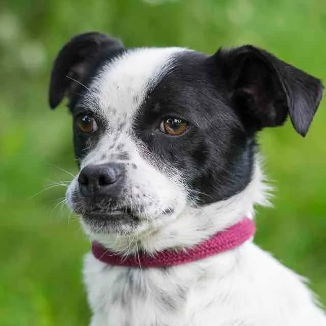 Marthe, mixed breed for adoption at SPA de Loire Atlantique, Nantes