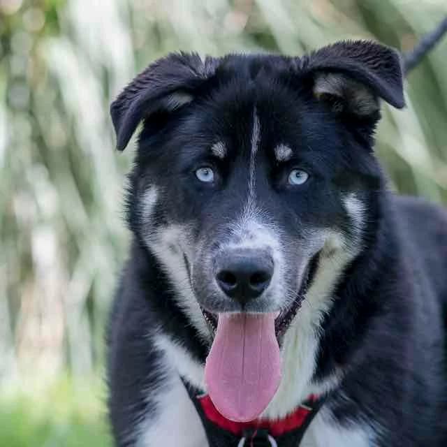 Orson, Husky for adoption at SPA de Loire Atlantique, Nantes