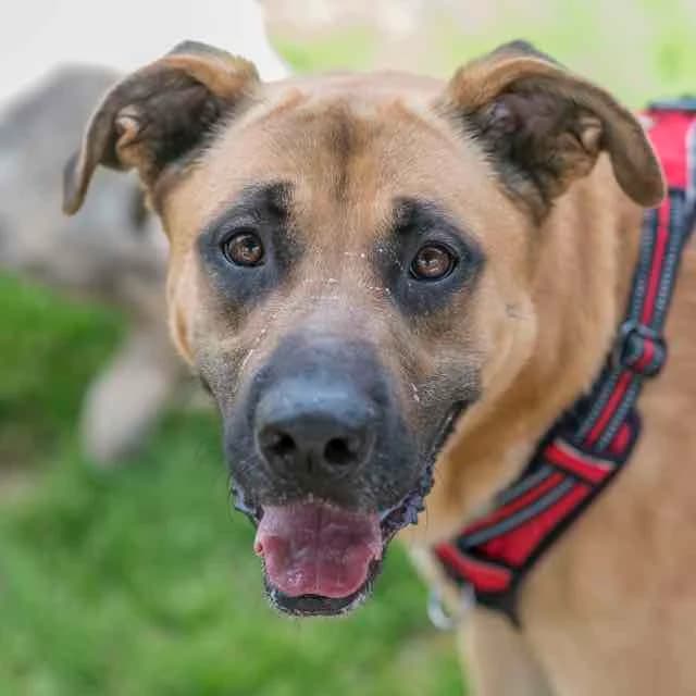 Anubis, Belgian Malinois for adoption at SPA de Loire Atlantique, Nantes