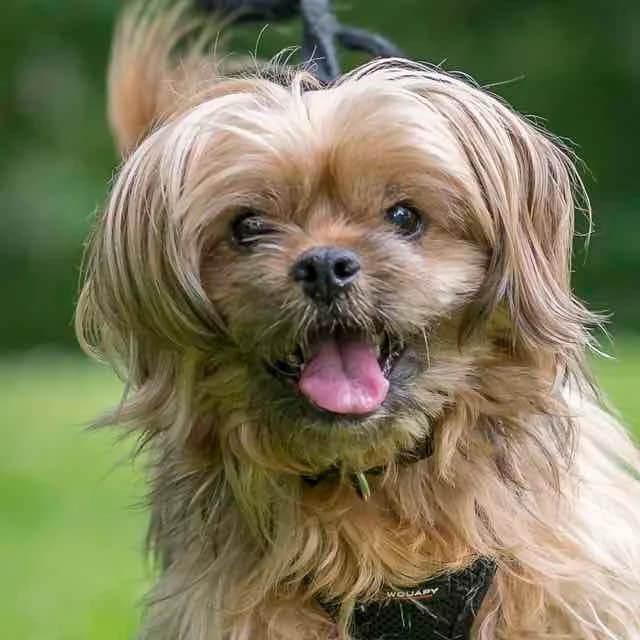Noë, mixed breed for adoption at SPA de Loire Atlantique, Nantes