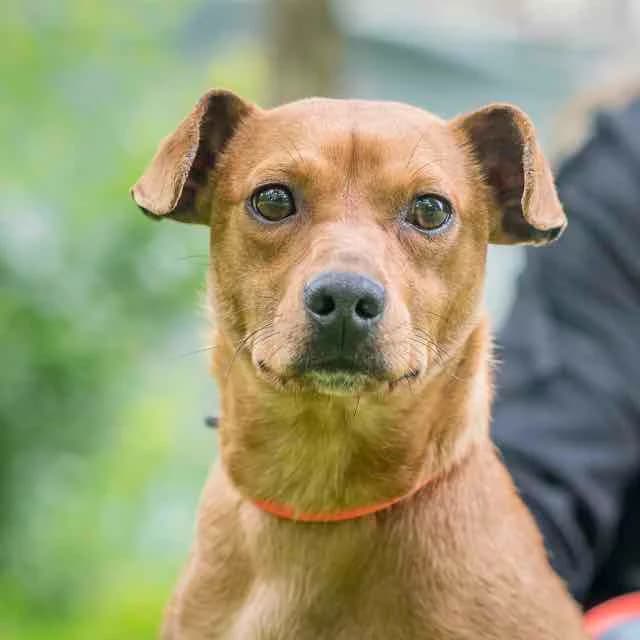 Orbi, mixed breed for adoption at SPA de Loire Atlantique, Nantes