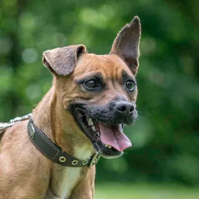 Cali, French Bulldog for adoption at SPA de Loire Atlantique, Nantes