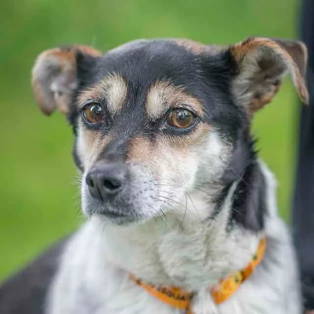 Arietty, female 5yo Jack Russell Terrier for adoption at SPA de Loire Atlantique, Nantes