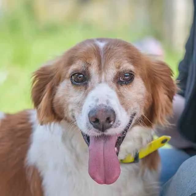 Rock N' Roll, Mixed Breed for adoption at SPA de Loire Atlantique, Nantes