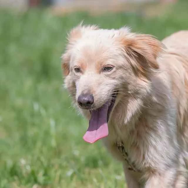 Uma, Jack Russell Terrier for adoption at SPA de Loire Atlantique, Nantes