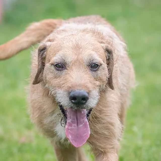 Olko, mixed breed for adoption at SPA de Loire Atlantique, Nantes