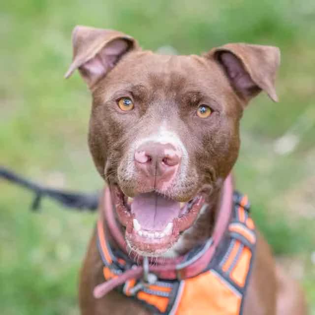 Tyson, mixed breed for adoption at SPA de Loire Atlantique, Nantes