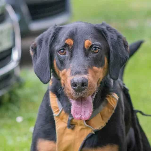Titus, mixed breed for adoption at SPA de Loire Atlantique, Nantes