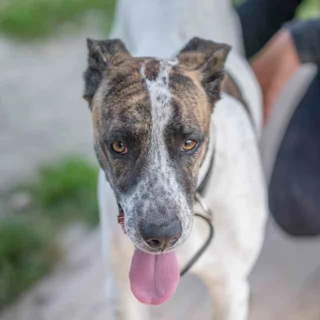Ursula, mixed breed for adoption at SPA de Loire Atlantique, Nantes