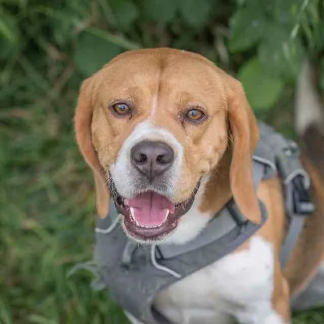 Ulysse, Mixed Breed for adoption at SPA de Loire Atlantique, Nantes