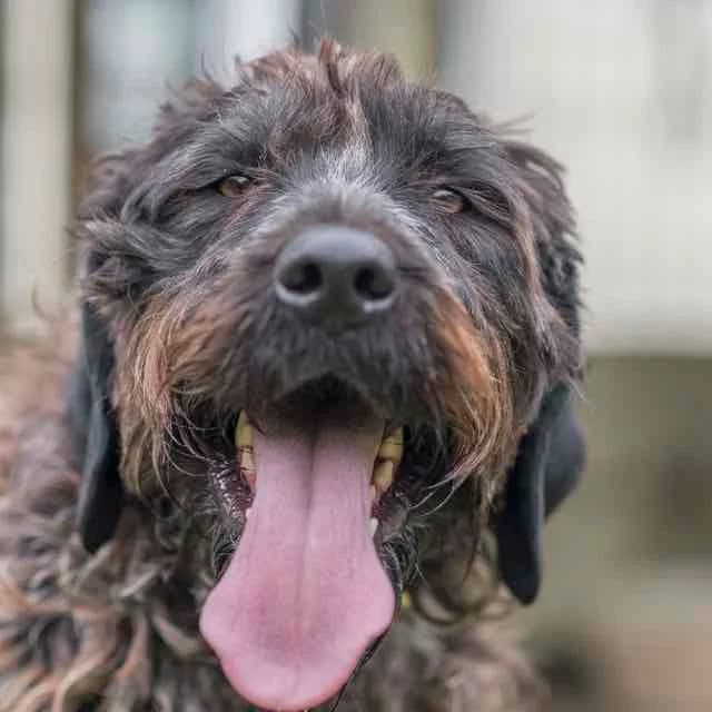 Raymonde, Mixed Breed for adoption at SPA de Loire Atlantique, Nantes