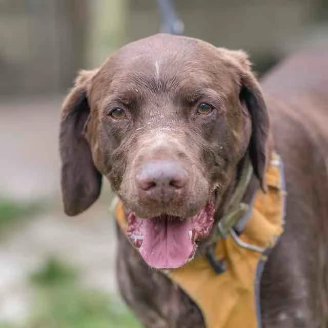 Max, male young Mixed Breed for adoption at SPA de Loire Atlantique, Nantes