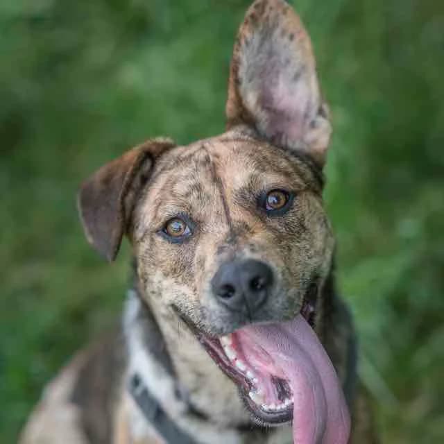 Boris, mixed breed for adoption at SPA de Loire Atlantique, Nantes