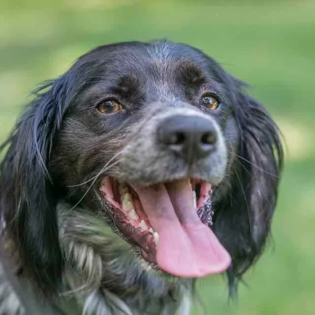 Klapish, Mixed Breed for adoption at SPA de Loire Atlantique, Nantes