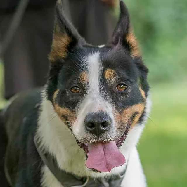 Kara, Border Collie for adoption at SPA de Loire Atlantique, Nantes