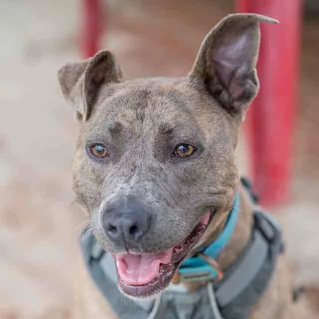 Willow, mixed breed for adoption at SPA de Loire Atlantique, Nantes