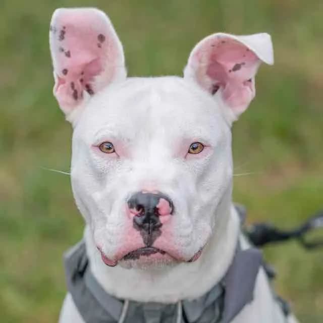 Swwitch, mixed breed for adoption at SPA de Loire Atlantique, Nantes