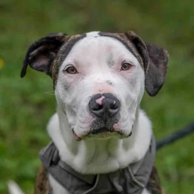 Poitou, mixed breed for adoption at SPA de Loire Atlantique, Nantes