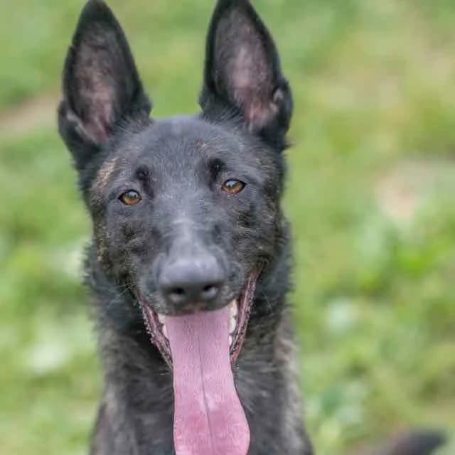 Hayda, Mixed Breed for adoption at SPA de Loire Atlantique, Nantes
