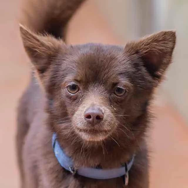 Gucci, Mixed Breed for adoption at SPA de Loire Atlantique, Nantes