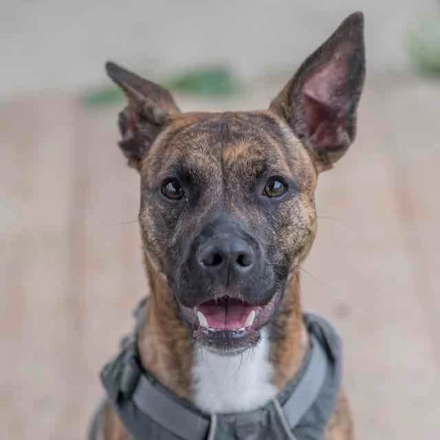 Batman, mixed breed for adoption at SPA de Loire Atlantique, Nantes
